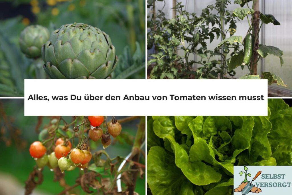 Anbau von Tomaten