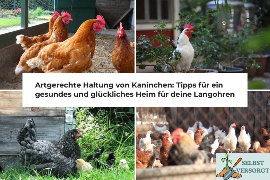 Artgerechte Haltung von Kaninchen