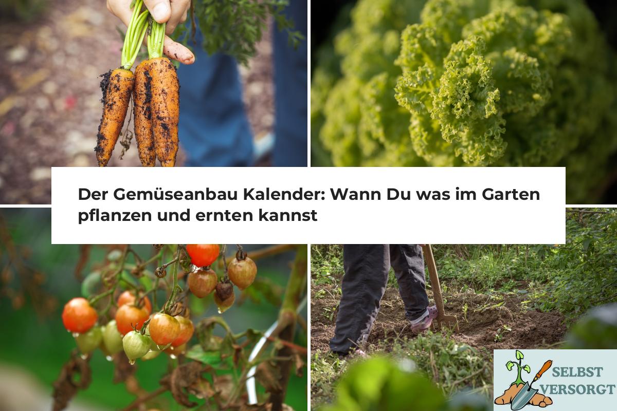 Der Gemüseanbau Kalender Wann Du was im Garten pflanzen und ernten