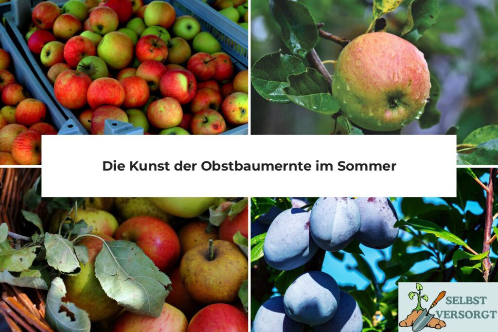 Obstbaumernte im Sommer