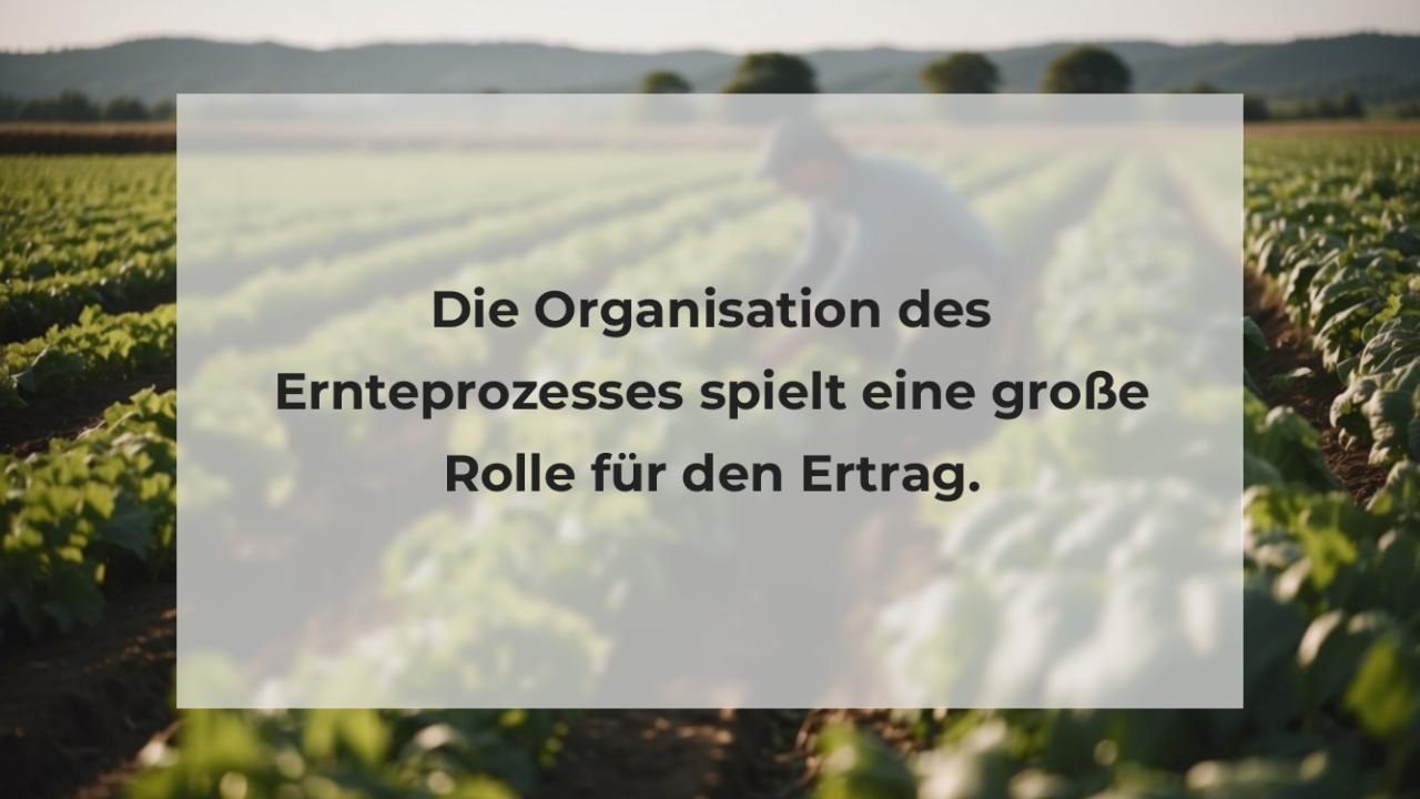 Die Organisation des Ernteprozesses spielt eine große Rolle für den Ertrag.