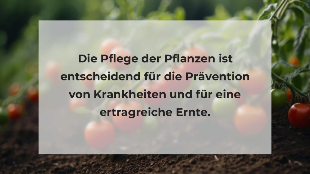 Die Pflege der Pflanzen ist entscheidend für die Prävention von Krankheiten und für eine ertragreiche Ernte.