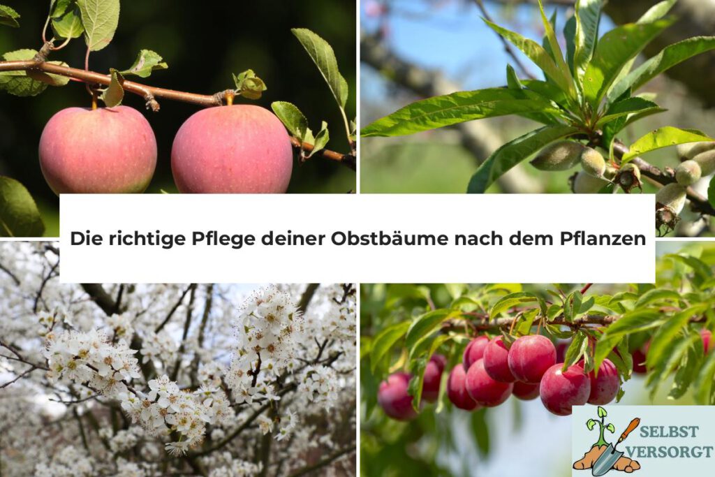 Obstbaumpflege nach dem Pflanzen