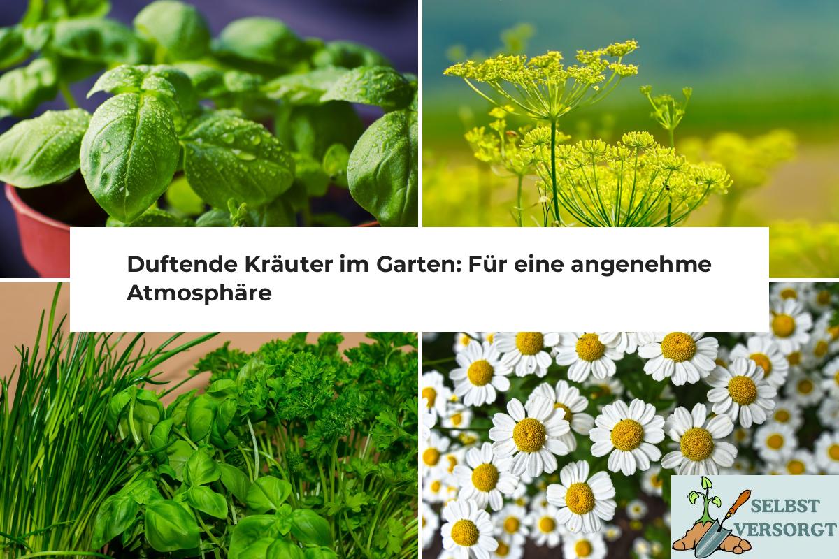 Duftende Gartenpflanze Mit 6 Buchstaben
