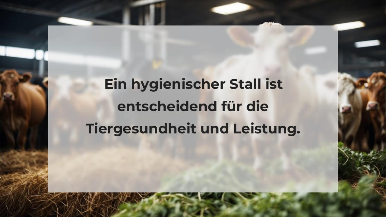 Ein hygienischer Stall ist entscheidend für die Tiergesundheit und Leistung.