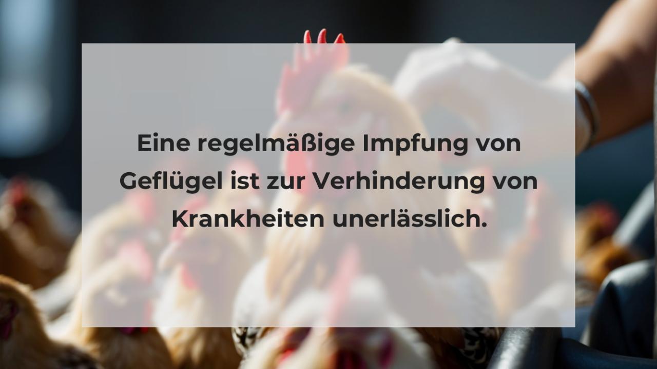 Eine regelmäßige Impfung von Geflügel ist zur Verhinderung von Krankheiten unerlässlich.