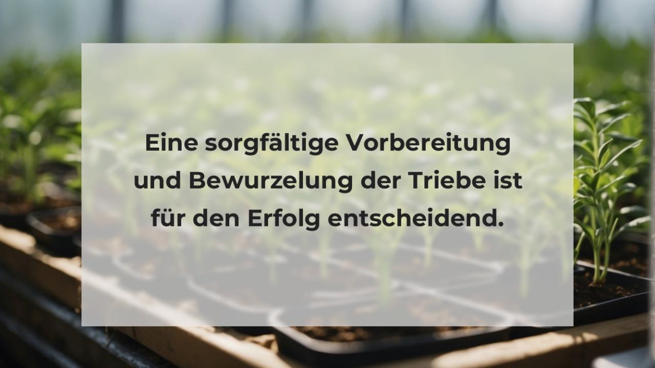 Eine sorgfältige Vorbereitung und Bewurzelung der Triebe ist für den Erfolg entscheidend.