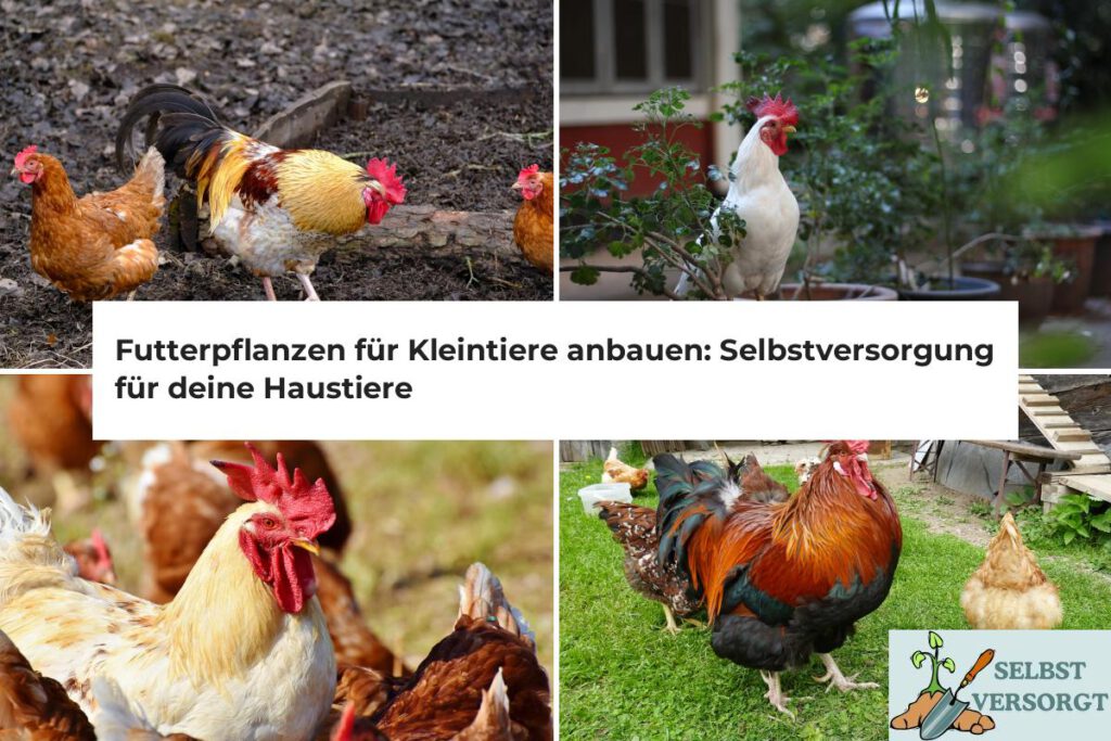 Futterpflanzen für Kleintiere anbauen