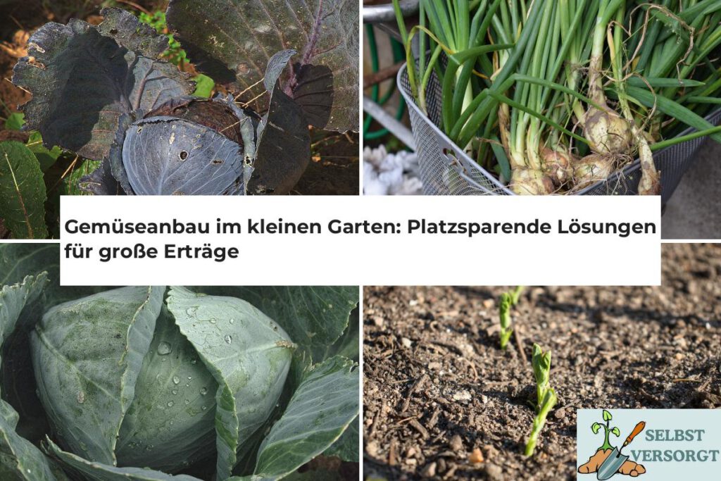 Gemüseanbau im kleinen Garten