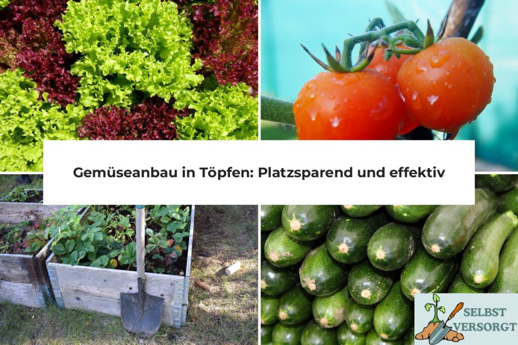 Gemüseanbau in Töpfen