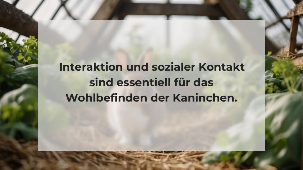 Interaktion und sozialer Kontakt sind essentiell für das Wohlbefinden der Kaninchen.