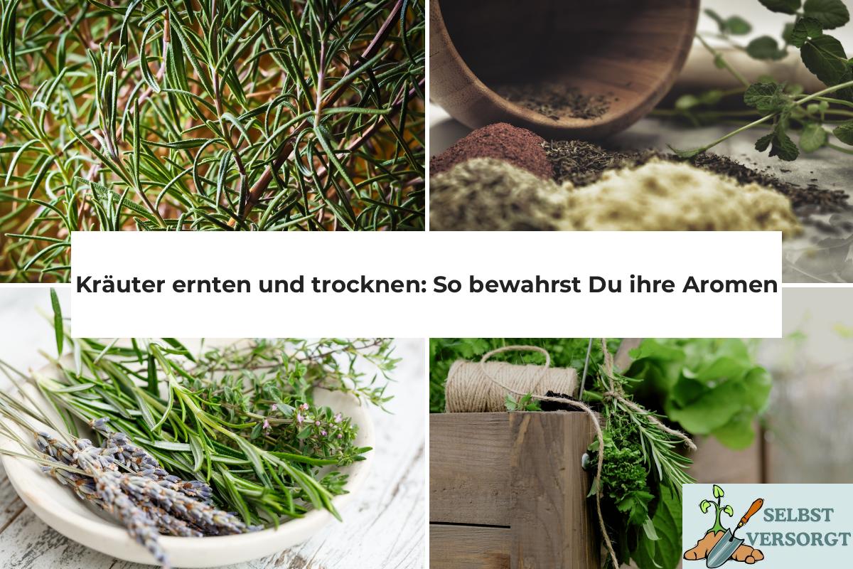 Kräuter ernten und trocknen So bewahrst Du ihre Aromen