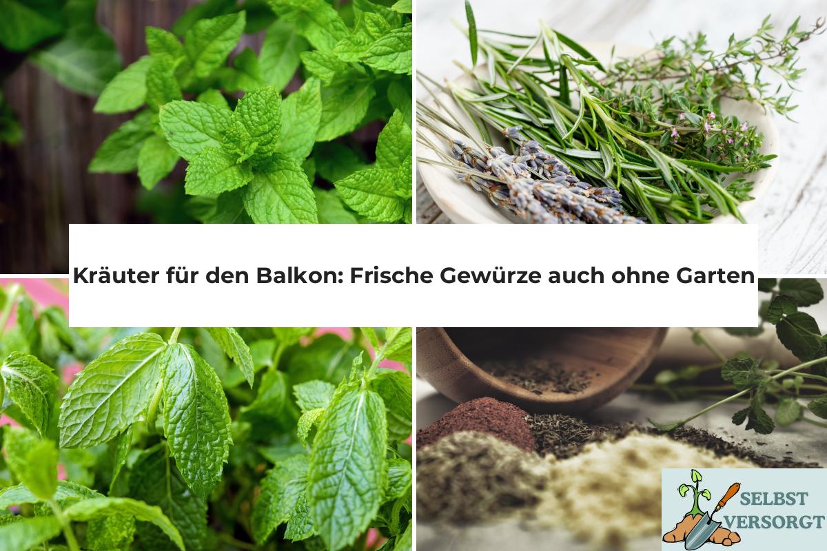 Kräuter für den Balkon Frische Gewürze auch ohne Garten