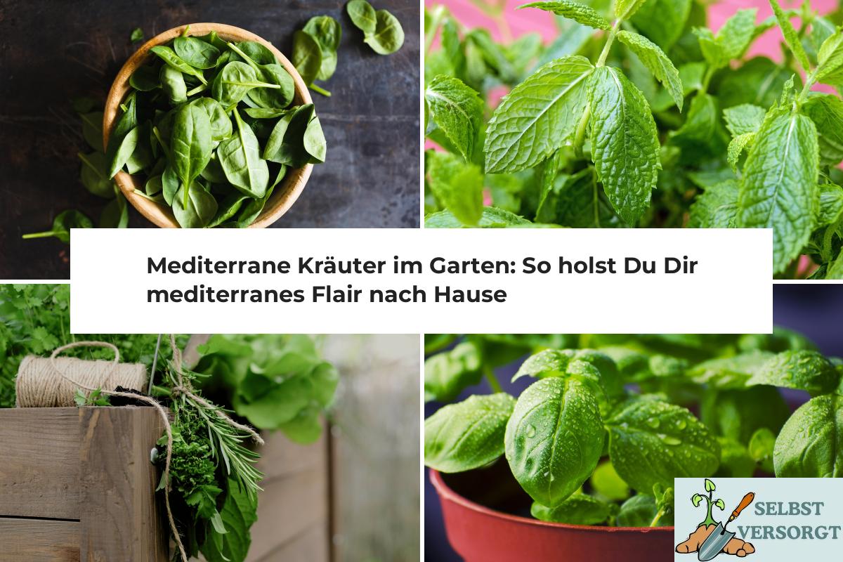 Mediterrane Kräuter im Garten So holst Du Dir mediterranes Flair nach