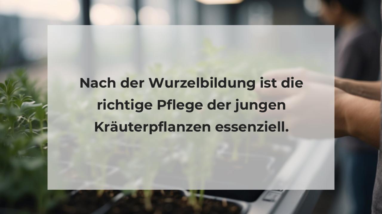 Nach der Wurzelbildung ist die richtige Pflege der jungen Kräuterpflanzen essenziell.