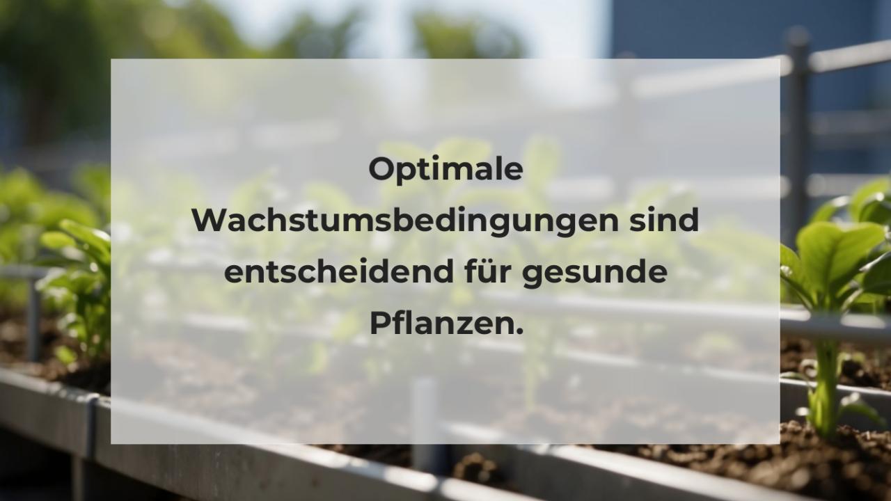 Optimale Wachstumsbedingungen sind entscheidend für gesunde Pflanzen.