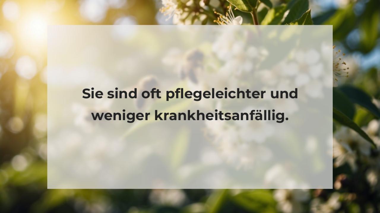 Sie sind oft pflegeleichter und weniger krankheitsanfällig.