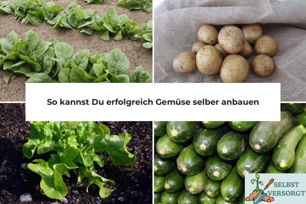 Gemüse selber anbauen