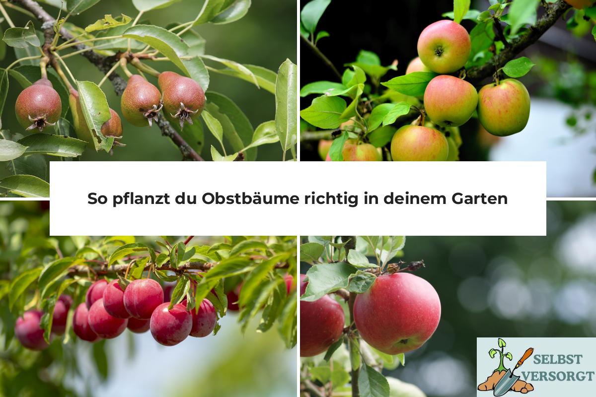 So pflanzt du Obstbäume richtig in deinem Garten