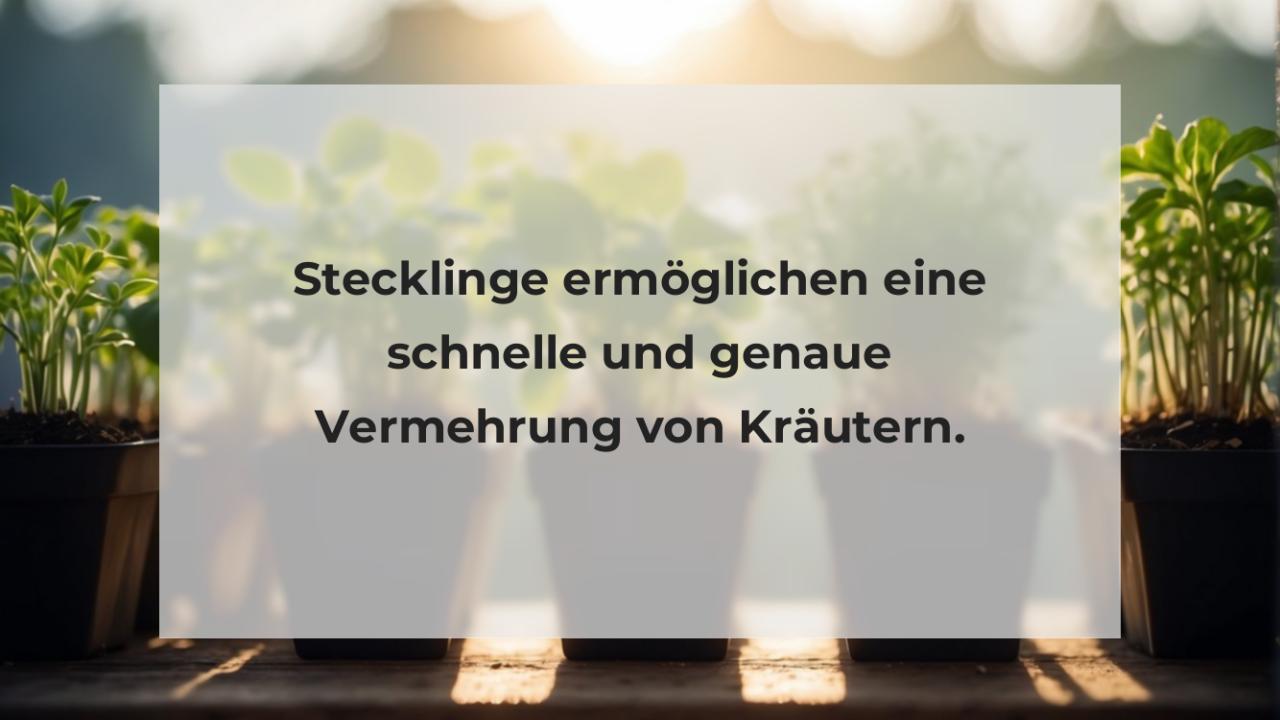 Stecklinge ermöglichen eine schnelle und genaue Vermehrung von Kräutern.