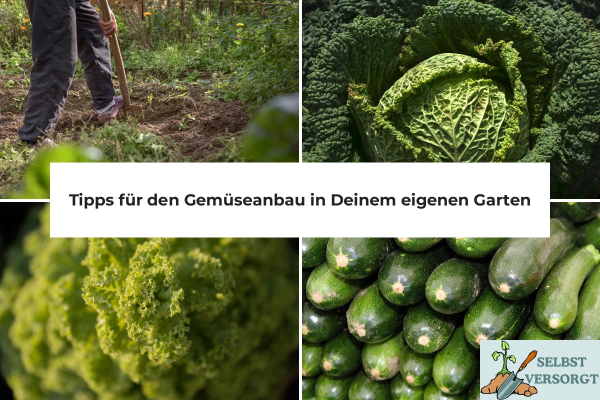 Tipps für den Gemüseanbau in Deinem eigenen Garten