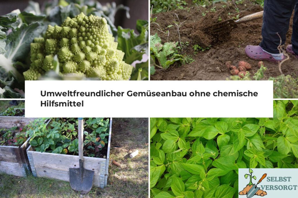 Gemüseanbau ohne Chemie