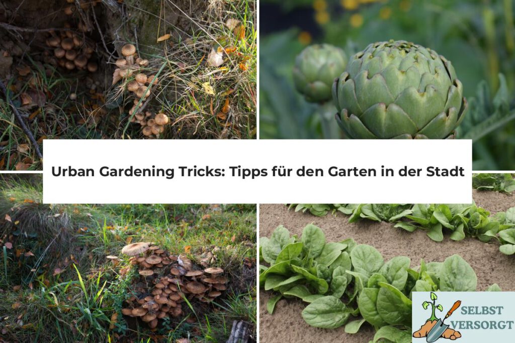 Urban Gardening Tricks