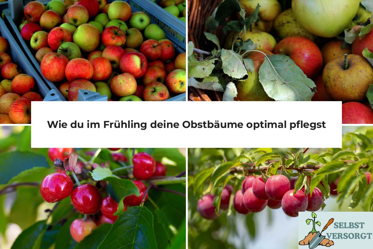 Wie du im Frühling deine Obstbäume optimal pflegst