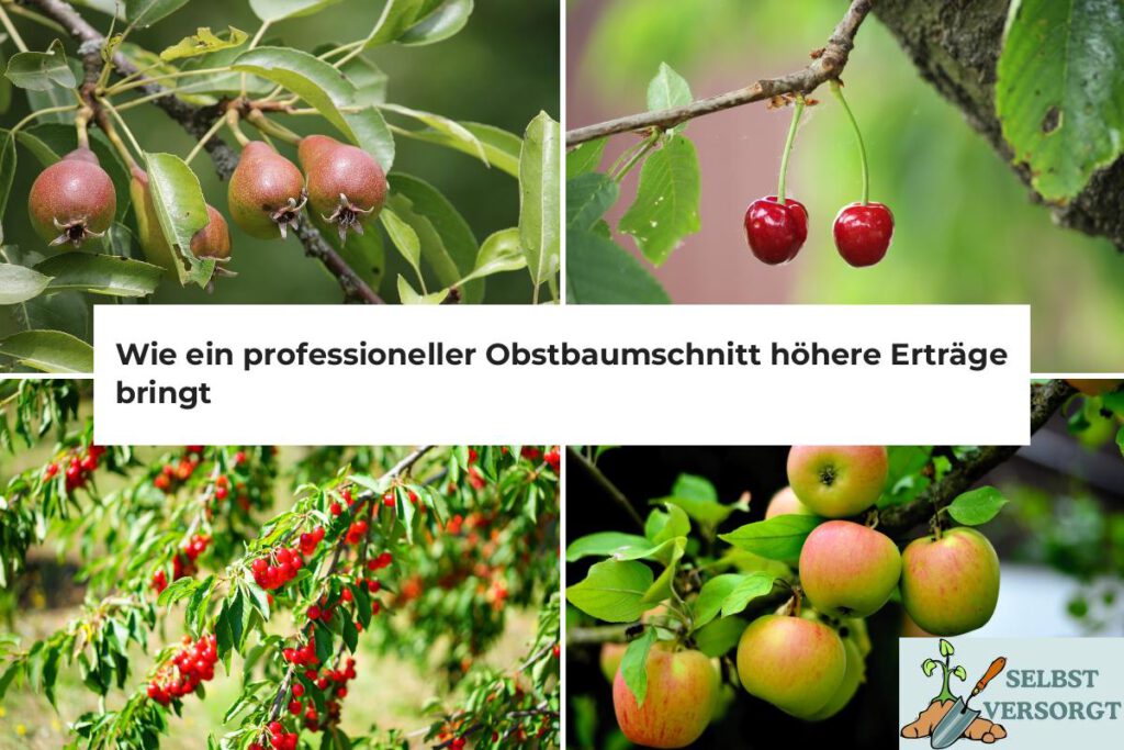 Obstbaumschnitt für höhere Erträge