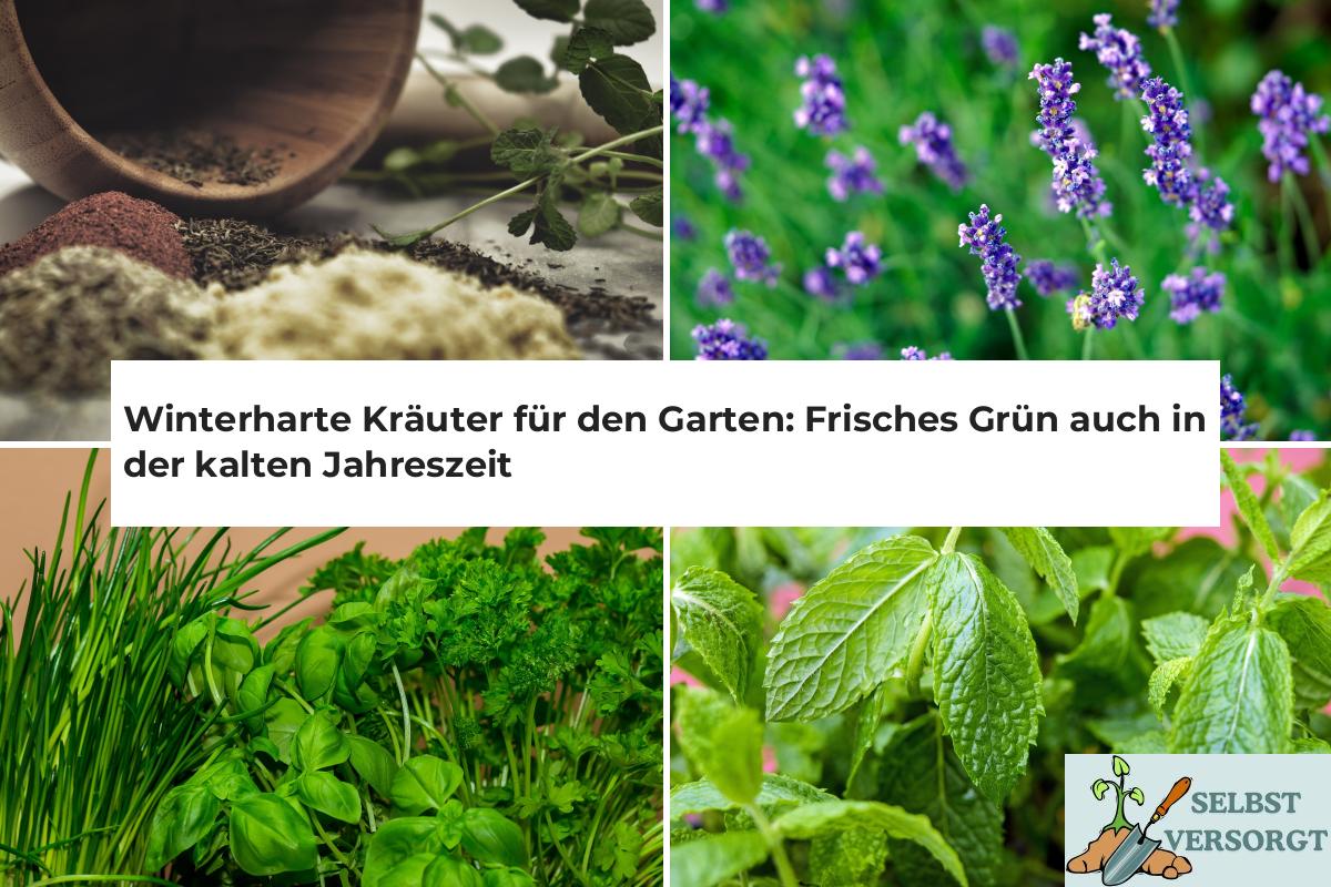 Winterharte Kräuter für den Garten Frisches Grün auch in der kalten
