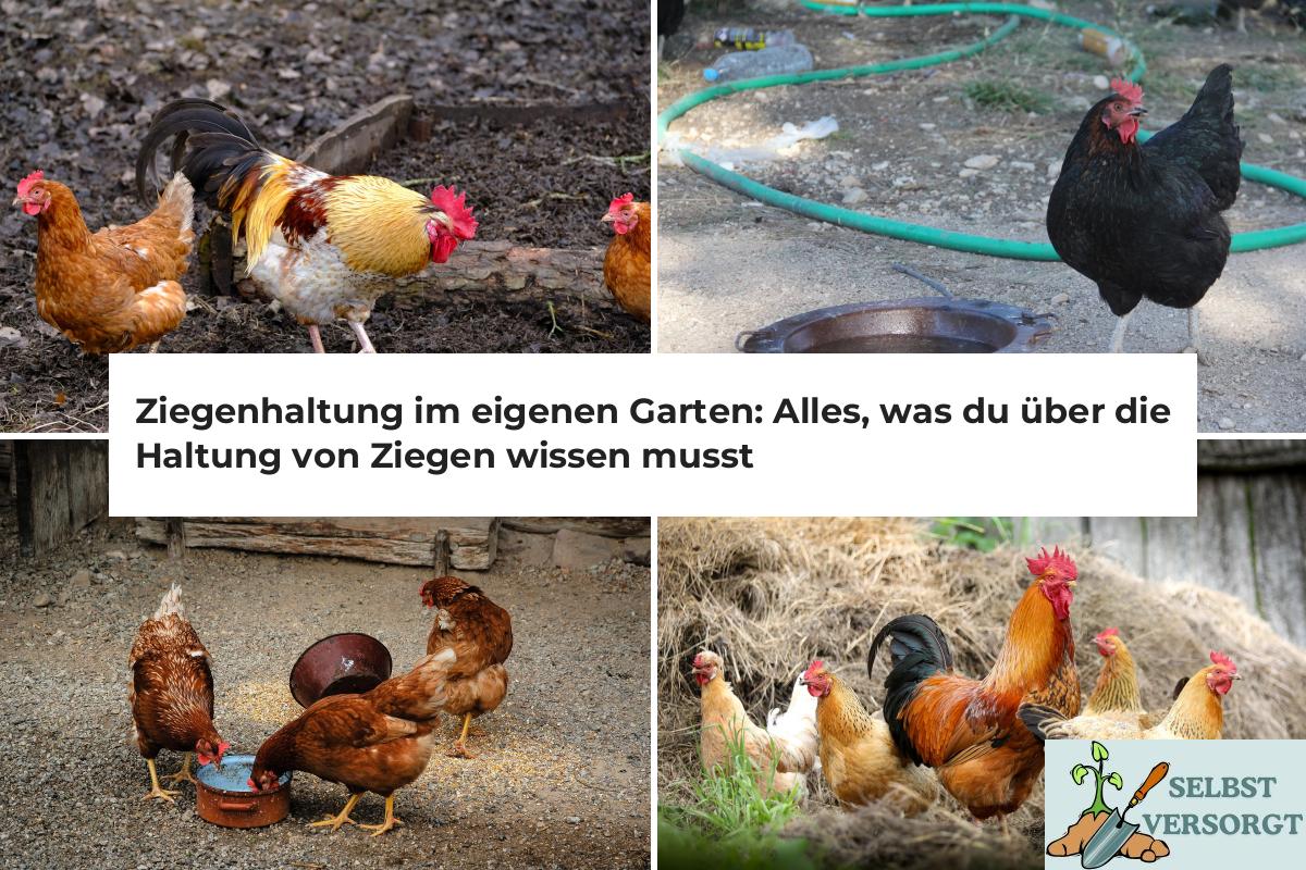 Ziegenhaltung im eigenen Garten Alles, was du über die Haltung von